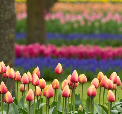 Foto: divulgação Keukenhof