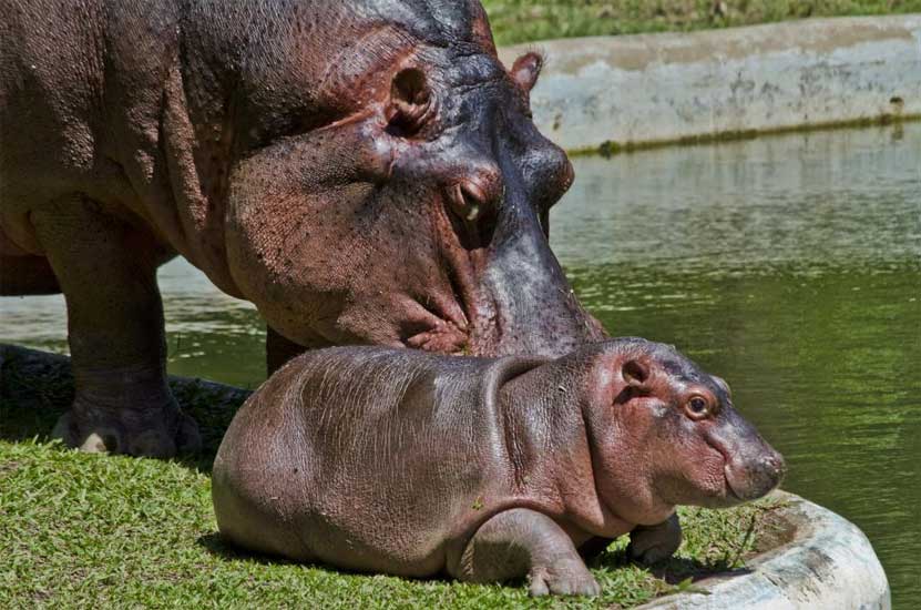 Conheça O Zoológico De Belo Horizonte Um Dos Maiores Da América Latina